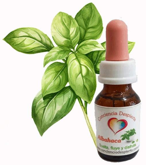Albahaca