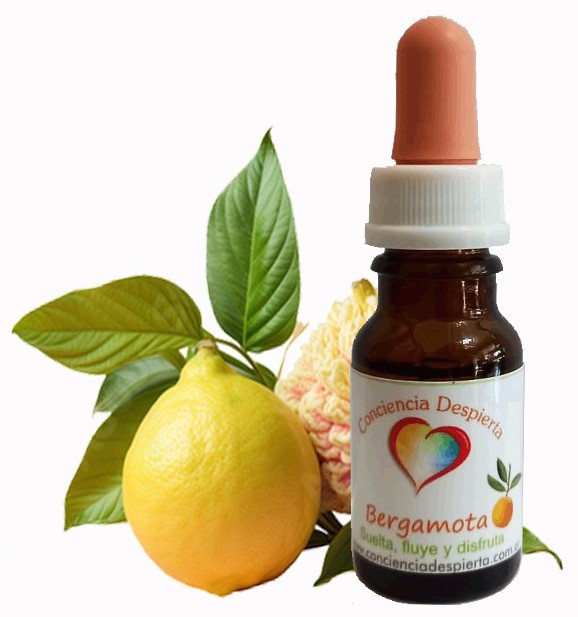 Bergamota