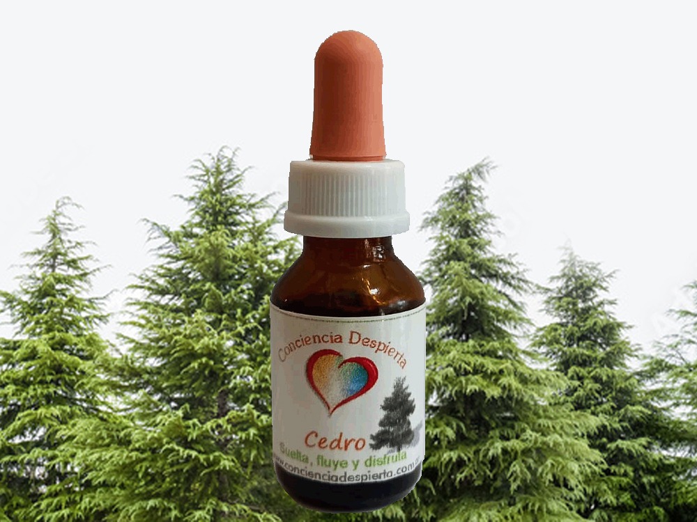 cedro