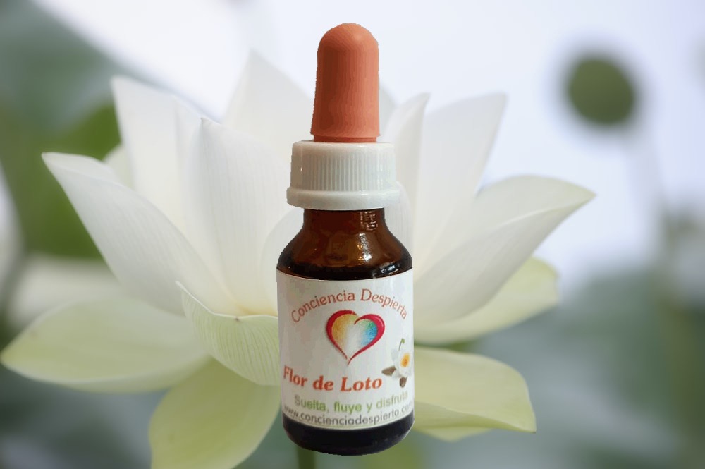 Flor de loto 
