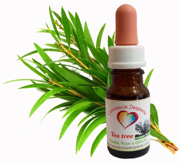 Tea tree 