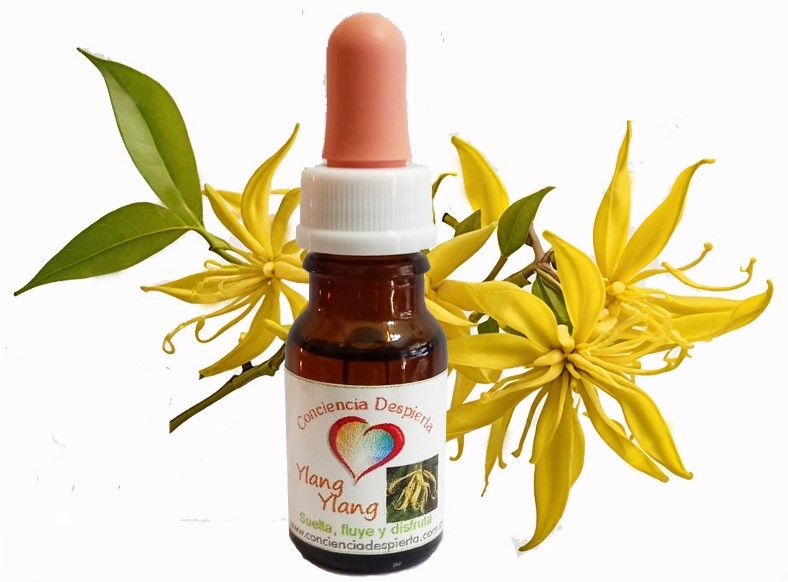 Ylang-ylang